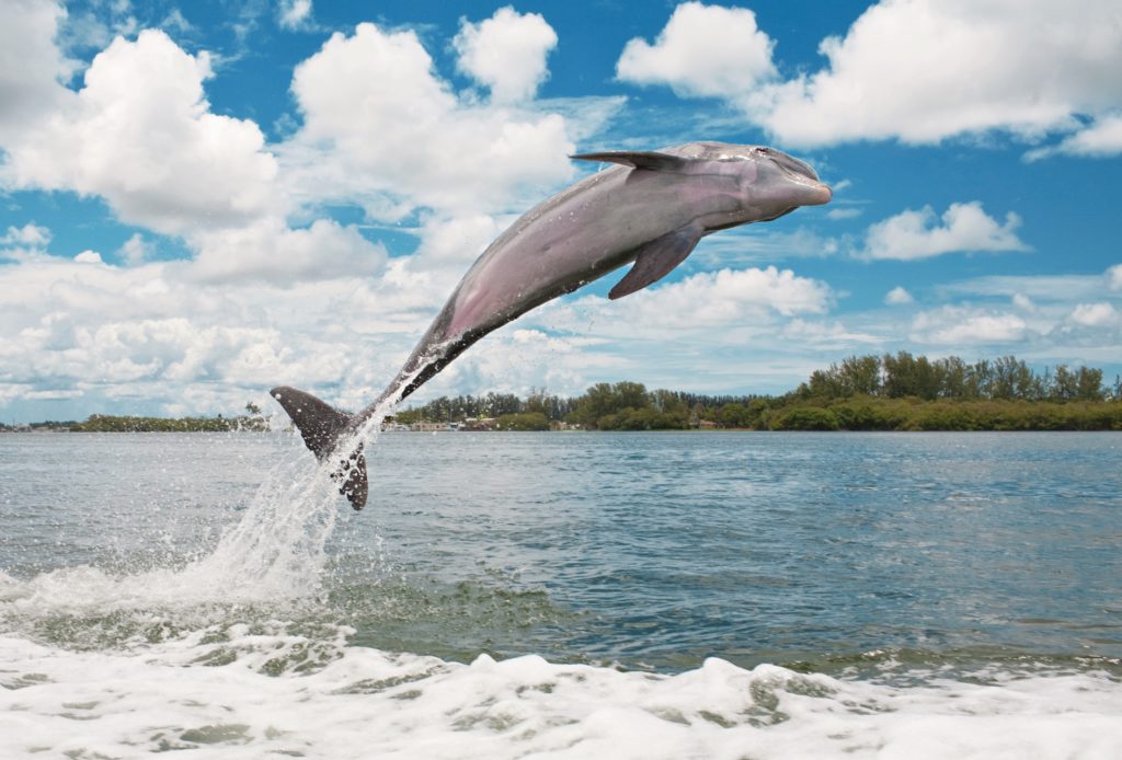 Visit Sarasota County Bilder