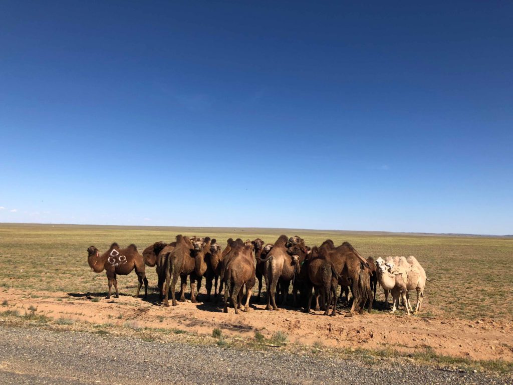 Escape to Mongolia Bilder