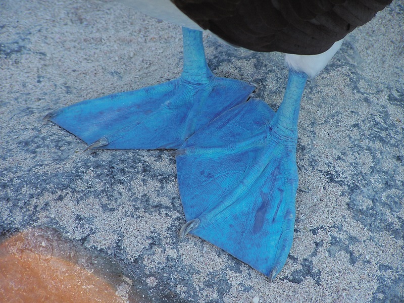 Galapagos Blue Feet (c) Press Center Celebrity Cruises 