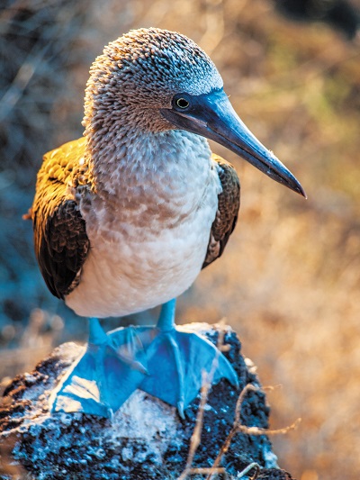 Galapagos Blue footed boobie (c) Press Center Celebrity Cruises 