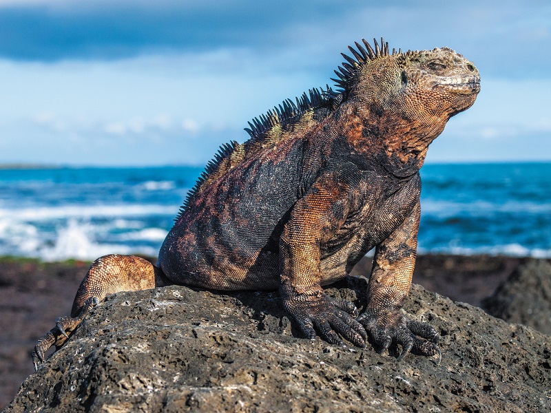 Galapagos Iguana (c) Press Center Celebrity Cruises 