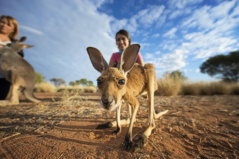 Kangaroo Sanctuary, Alice Springs (C) Tourism NT