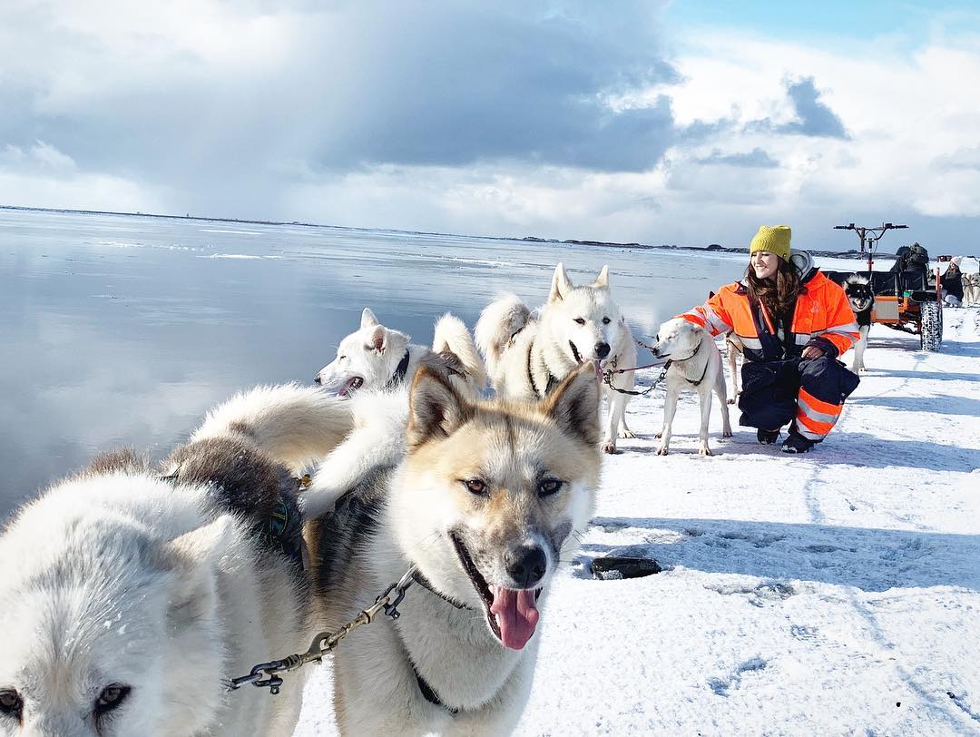 Wer auf der Suche nach einer außergewöhnlichen Art ist, die Insel aus Feuer und Eis kennenzulernen, wählt eine Tour mit einem Hundeschlitten. 