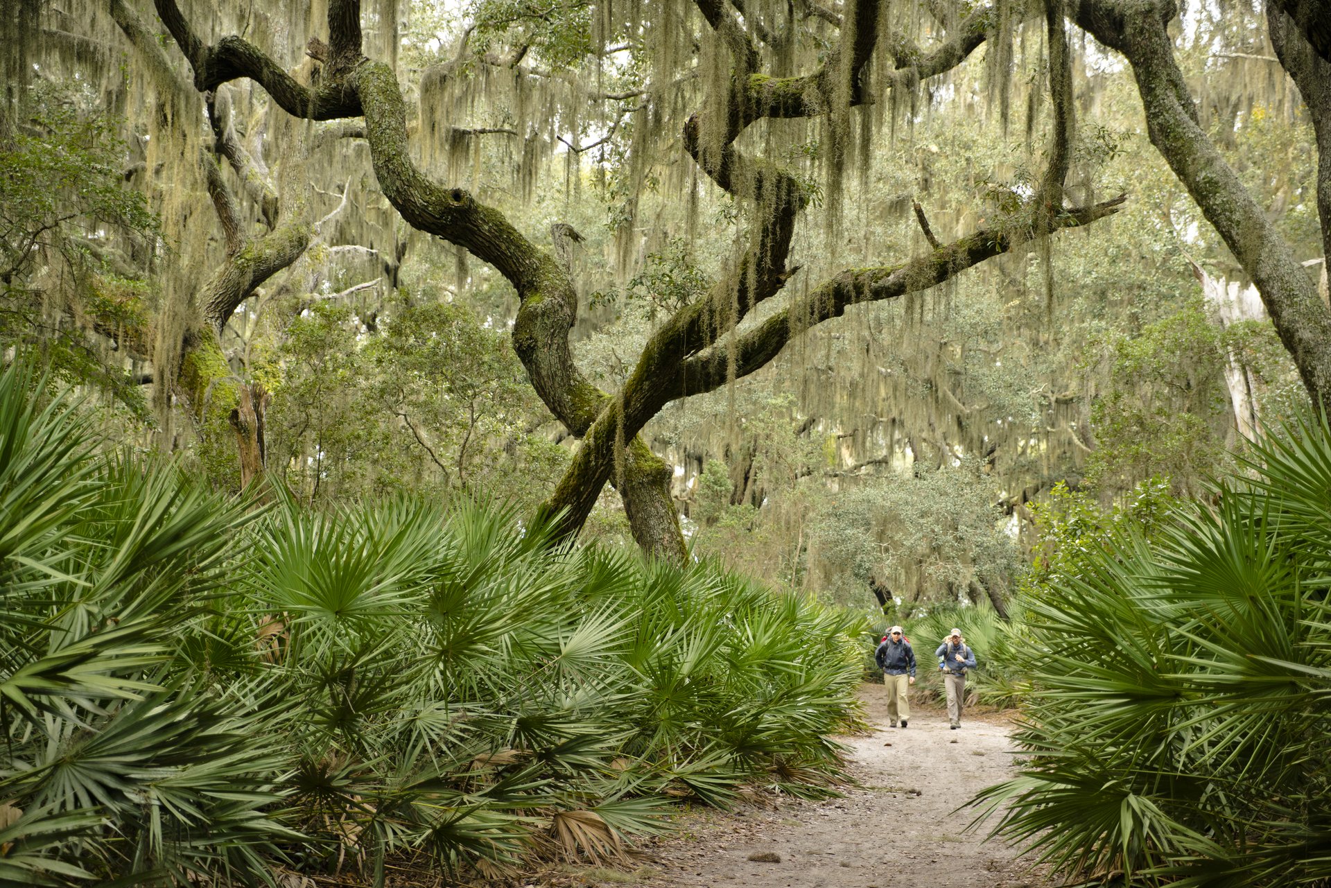 Dünenwälder durchstreifen und Wildpferden begegnen auf Cumberland Island/Georgia, USA