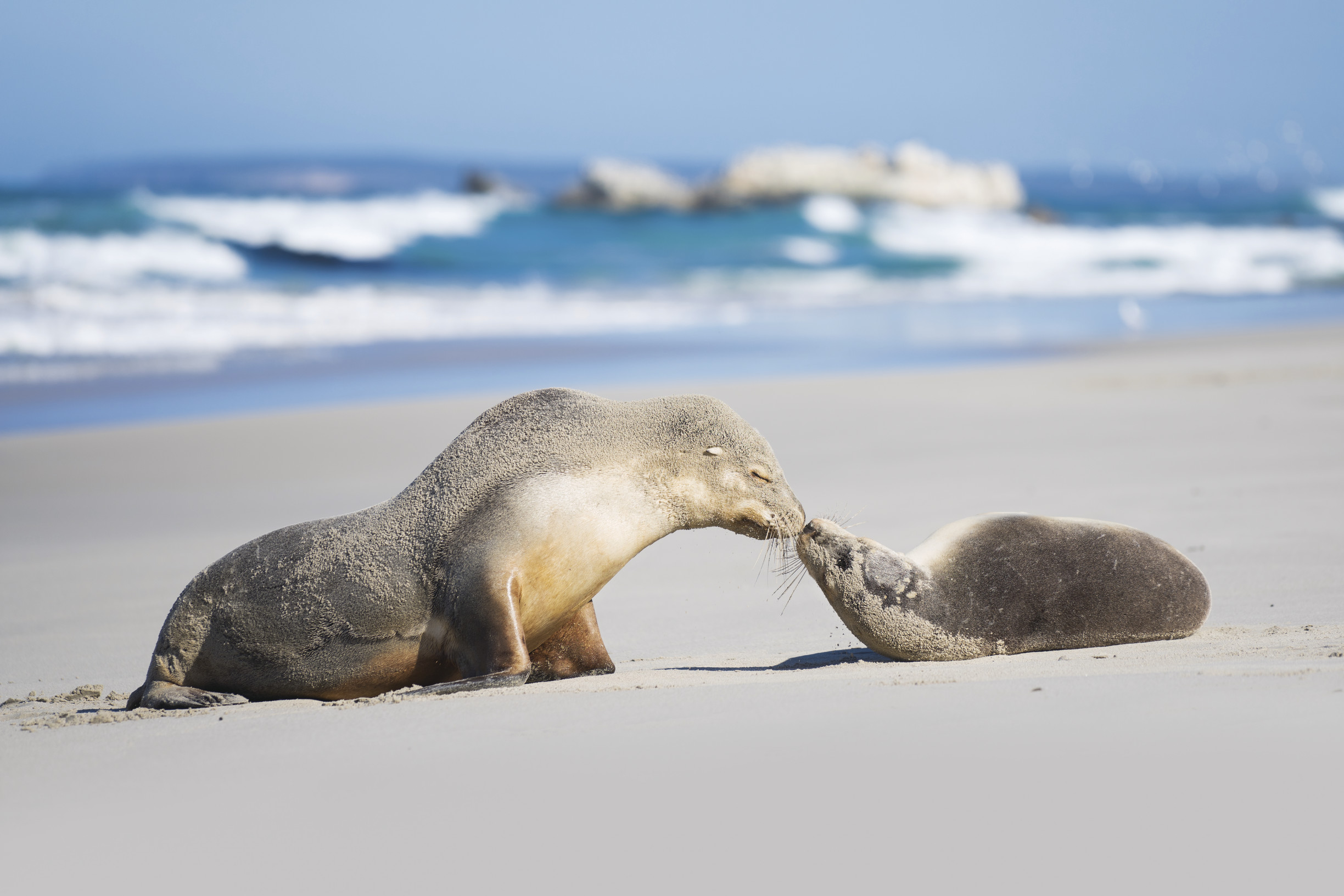 Hier ist der Name Programm: Kangaroo Island im Bundesstaat Südaustralien begeistert mit seiner wilden Schönheit, einer einzigartigen Küste und faszinierenden Begegnungen mit der australischen Tierwelt. 