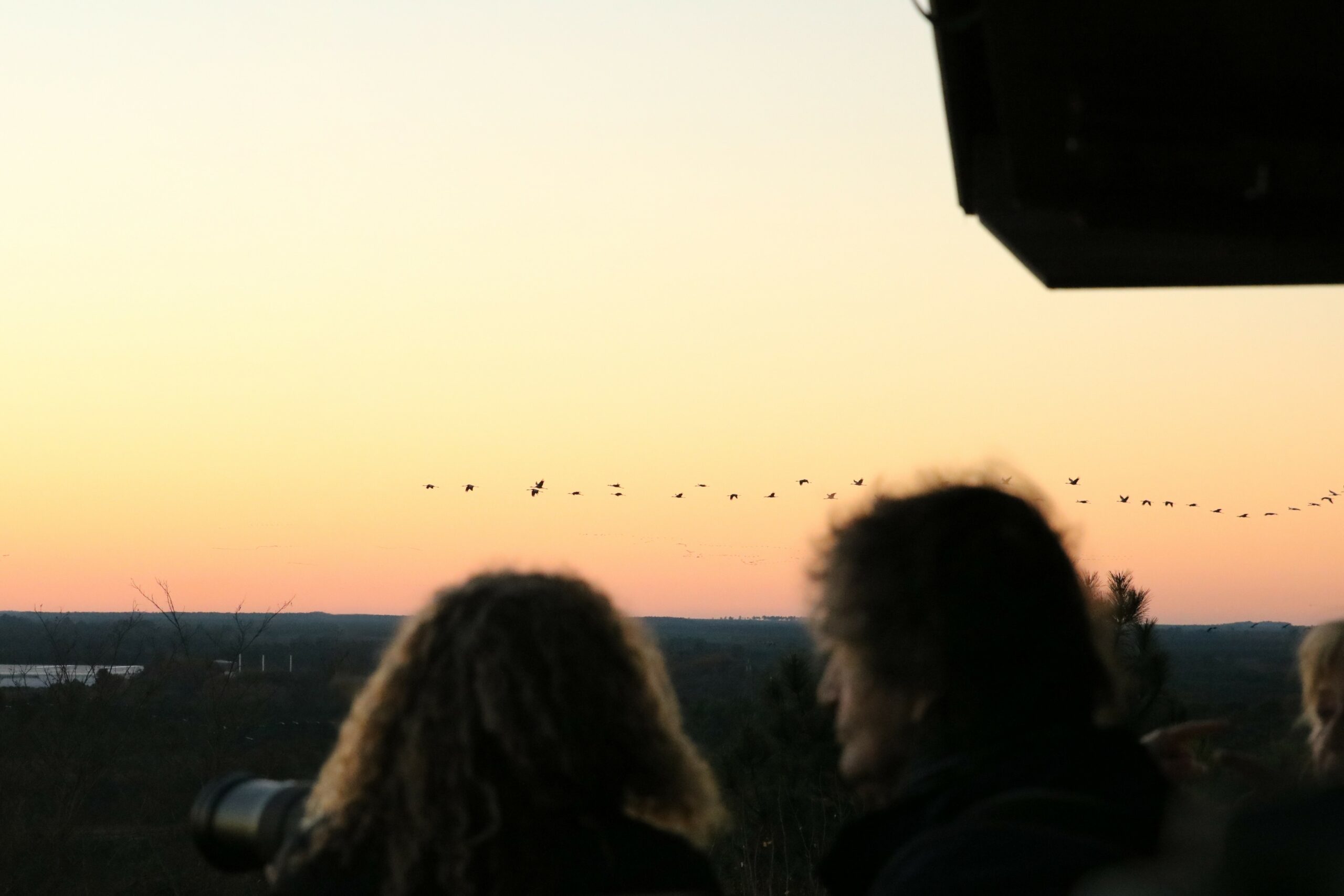 : Im Naturreservat Arjuzanx unweit der Strände der Atlantikküste. Wer sich einer der frühmorgendlichen Touren mit einem Ornithologen anschließt, der hat eine gute Chance, den Kranich in freier Wildbahn zu beobachten. 