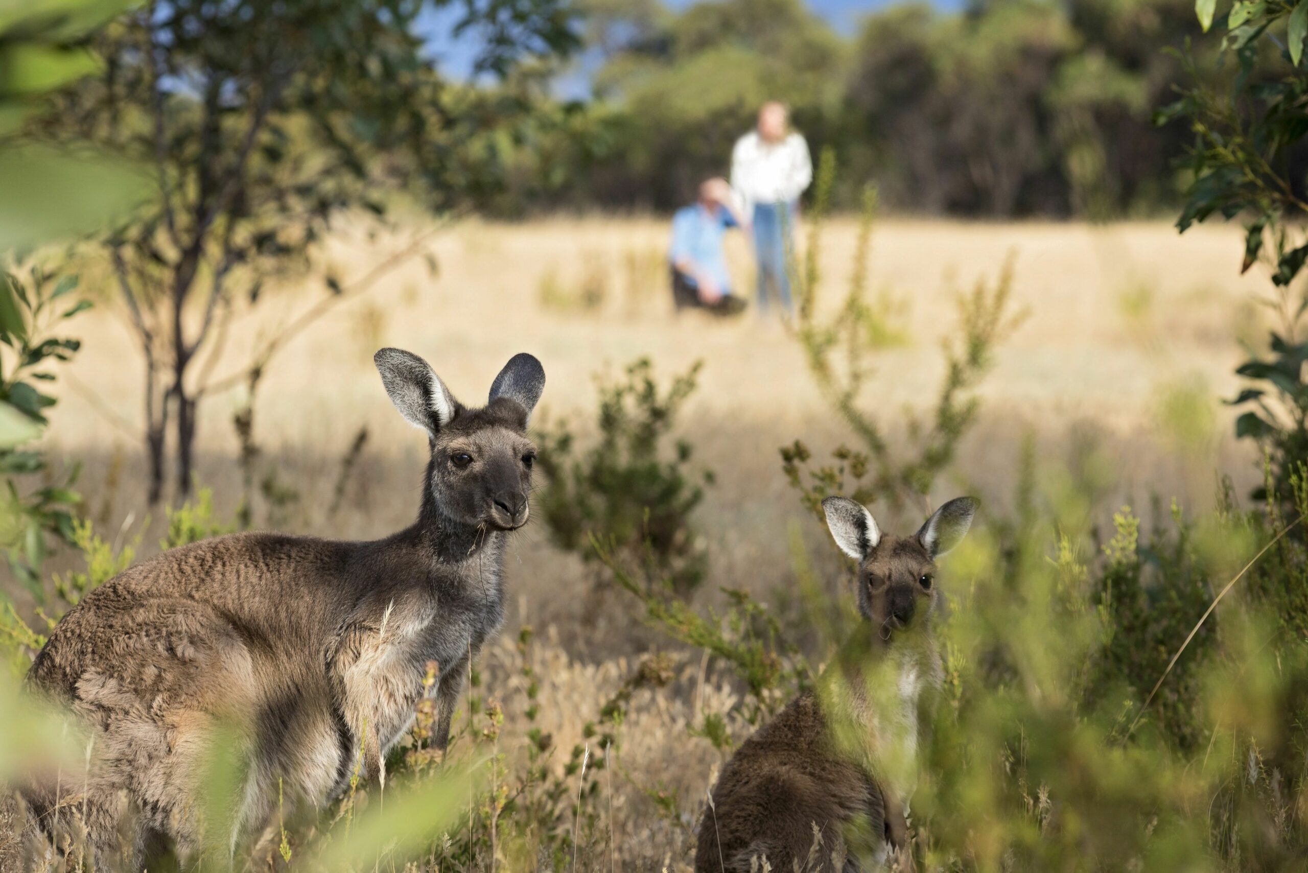 In das südaustralische Barossa Valley kommt für gewöhnlich, wer erstklassige Gastronomie und guten Wein schätzt. Weniger bekannt ist, dass die Gegend an einen Naturschutzpark grenzt, in dem es von einheimischer australischer Flora und Fauna nur so wimmelt. 