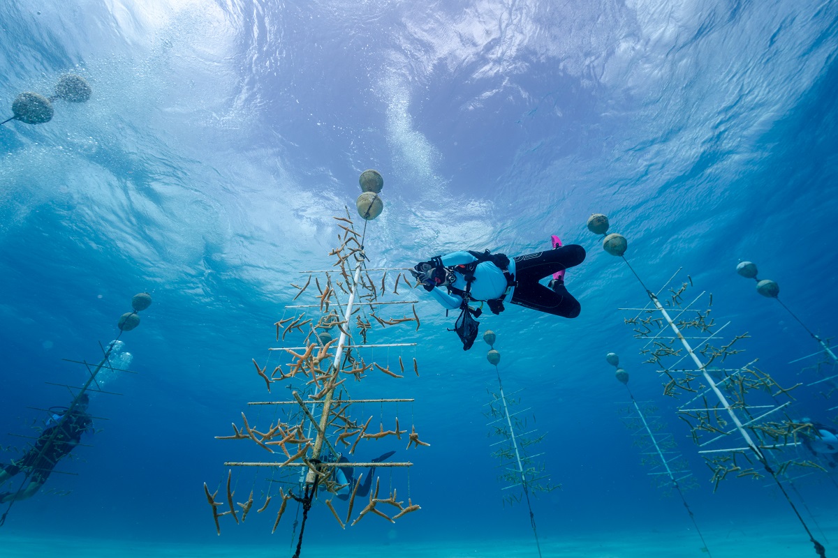 Mit einem PADI Open Water Diver Tauchschein schenkt man nicht nur eine einmalige Erfahrung, sondern den Zugang zu einem lebenslangen Unterwassererlebnis, das es einem erlaubt eigene Horizonte zu erweitern und die vielseitige Unterwasserwelt von heimischen Gewässern bis zu tropischen Korallen-riffen zu entdecken. 