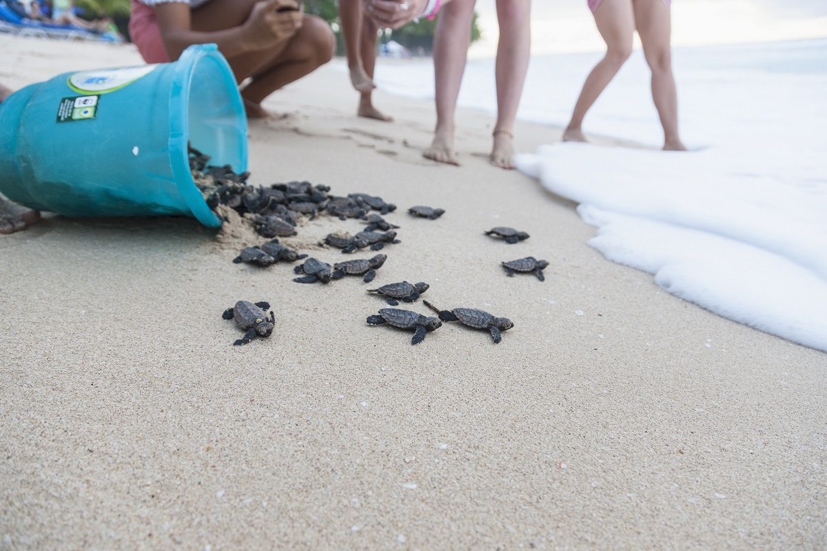 Nur ein Prozent der neugeborenen Meeresschildkröten auf Barbados erreicht das Erwachsenenalter. Seit mehr als einem Jahrzehnt widmet sich die barbadische Umwelt-schützerin Carla Daniel dem Schutz der Tiere und versucht, das Bewusstsein für die Notlage der Meeresschildkröten auf ihrer Heimatinsel zu schärfen