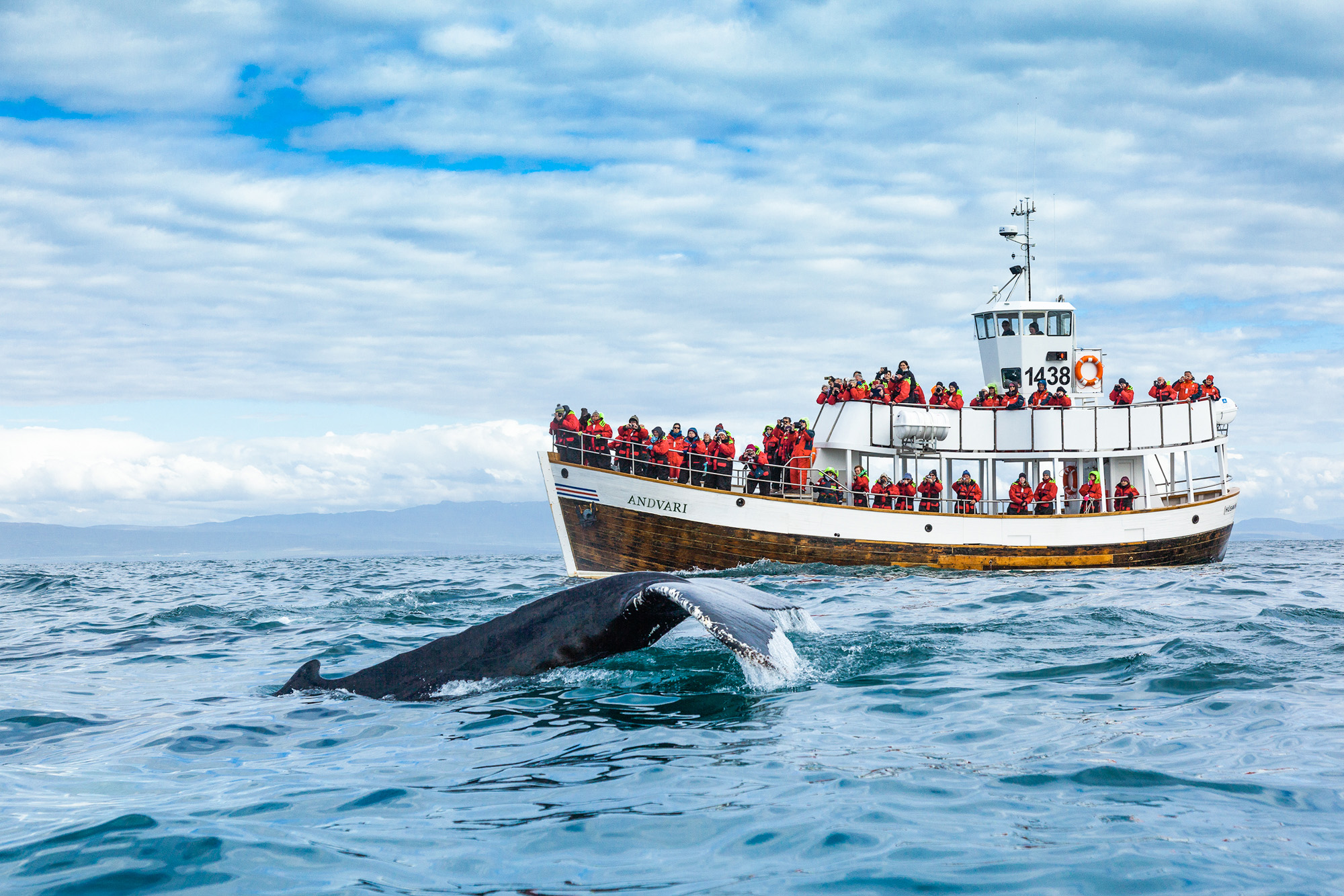 Von Beginn an arbeite der Reiseveranstalter Katla Travel mit North Sailing zusammen, das von der World Cetacean Alliance (WCA) die internationale Zertifizierung als verantwortungsbewusster Walbeobachtungsanbieter erhalten hat