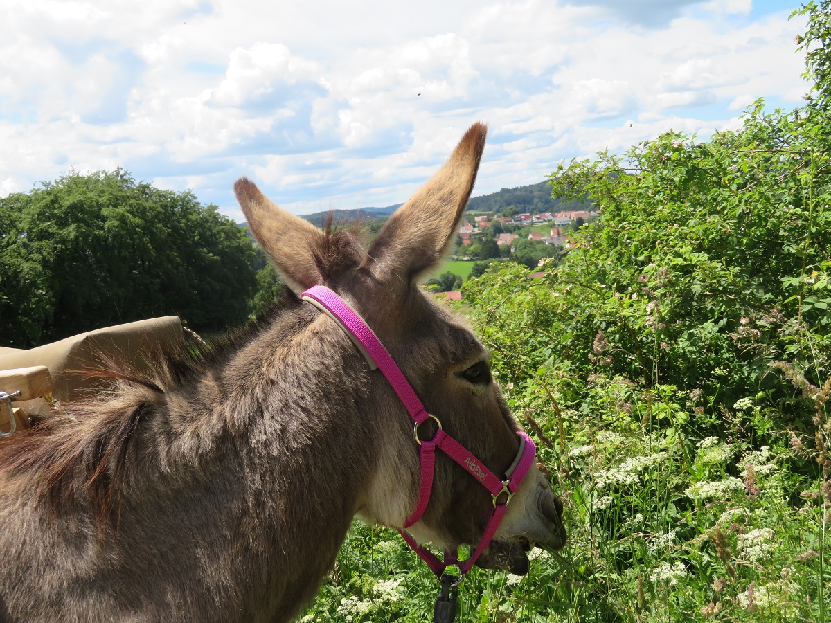 Auf einer geführten Eselwanderung entdecken Besucher aus nah und fern die abwechslungsreiche Land-schaft rund um das schwäbische Outdoor-Mekka Albstadt auf eine ganz besondere Weise. 