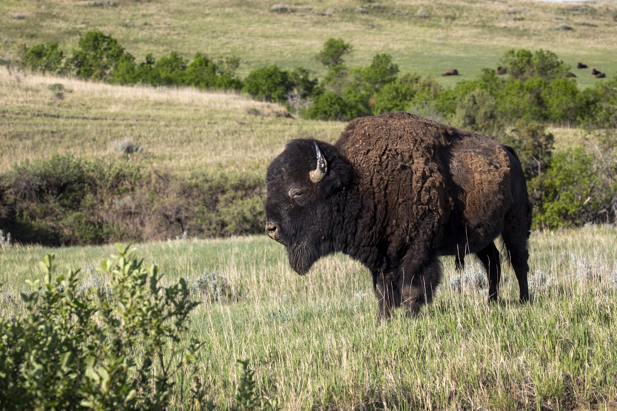 Bisons und Wildpferde sind im Theodore Roosevelt National Park im US-Bundesstaat North Dakota beheimatet. 