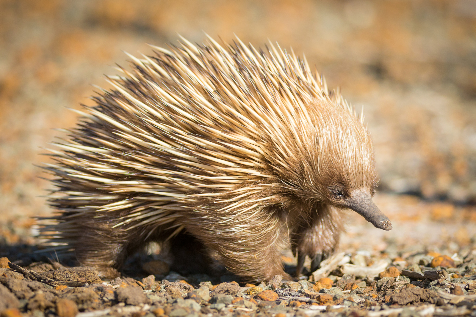 Das Erlebnis „Echidna Encounter“ bietet Besuchern des Cleland Wildlife Parks in den Adelaide Hills die Möglichkeit, eines der einheimischen Symbole Australiens, den Echidna, zu treffen. 