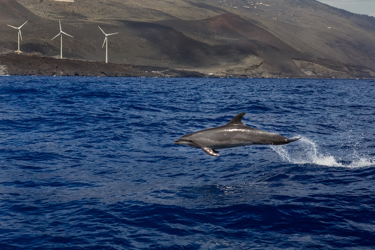 Das üppige Nährstoffvorkommen und die Beschaffenheit der Kanarischen Inseln machen den Archipel und die Gewässer vor La Palma zum Zuhause von Walen und Delfinen.