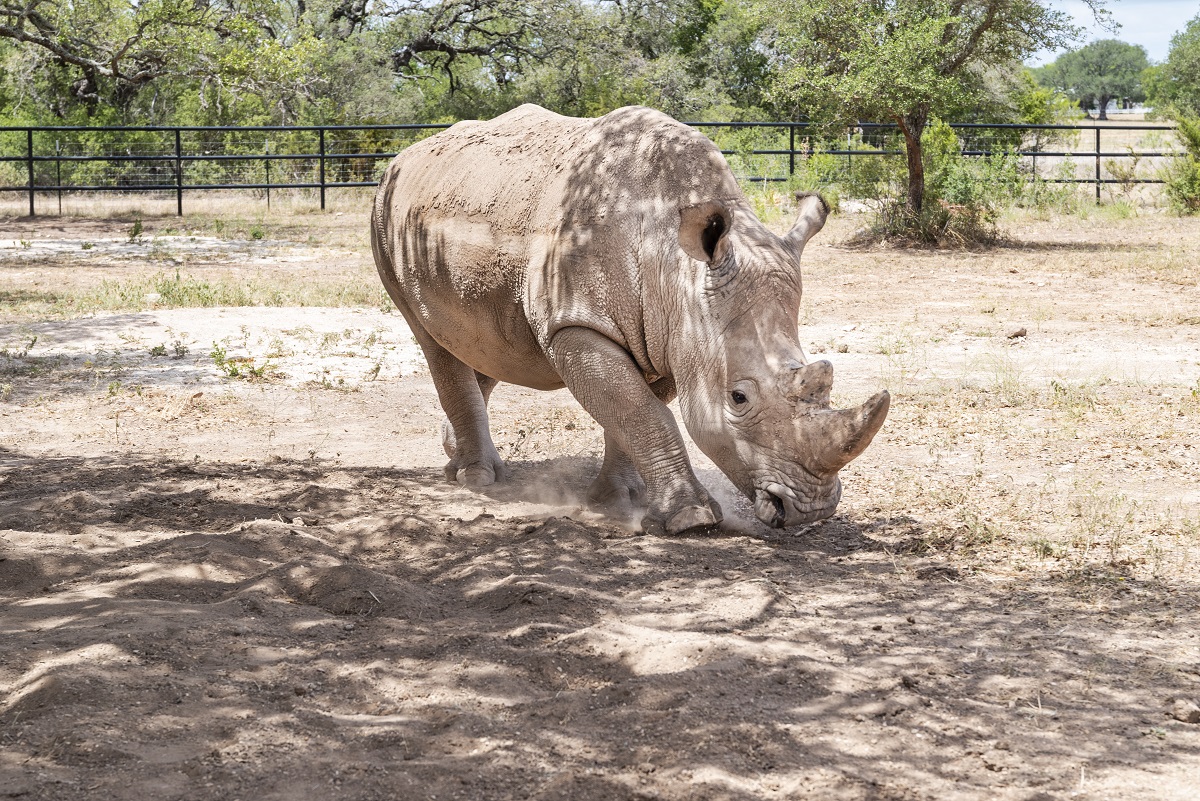 Mit mehr als 470 Weingütern ist Texas der fünftgrößte weinproduzierende Bundesstaat der USA. Ein ganz besonderes Weingut ist die Rhinory. Der Schwerpunkt liegt auf der Verkostung erstklassiger Weine und, wie der Name schon vermuten lässt, dem Schutz der Nashörner. 