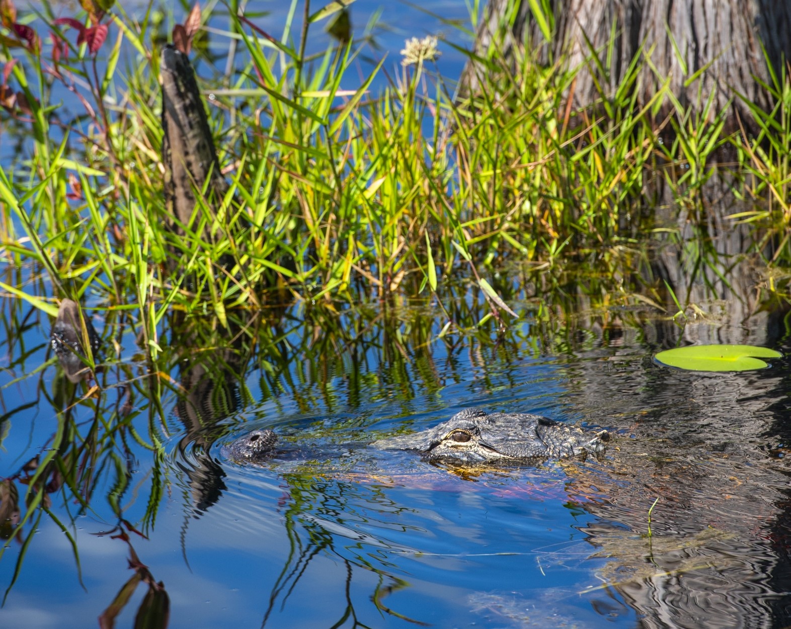 Im Südosten des US-Bundesstaates Georgia befindet sich das größte zusammenhängende Schwarzwas-sergebiet Nordamerikas und eines der größten intakten Schwarzwasser-Ökosysteme der Welt – der Okefenokee Sumpf. 