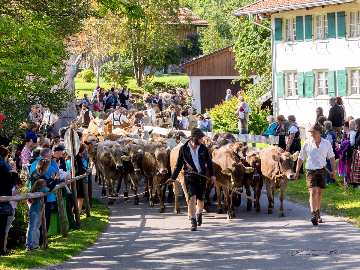 Pfronten, inmitten der Allgäuer Alpen, bietet im Herbst eine atemberaubende Naturkulisse. Die traditionelle Viehscheid markiert das Ende des Alpensommers. Dann wird das Vieh zurück ins Tal getrieben und den Bauern übergeben. 